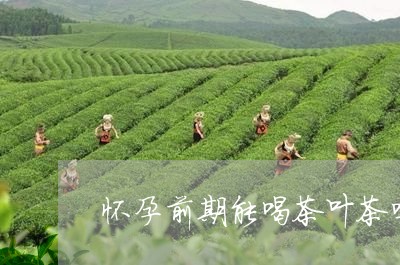 怀孕前期能喝茶叶茶吗/2023092394158