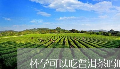 怀孕可以吃普洱茶吗晚期/2023120729593