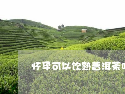 怀孕可以饮熟普洱茶吗/2023062378360