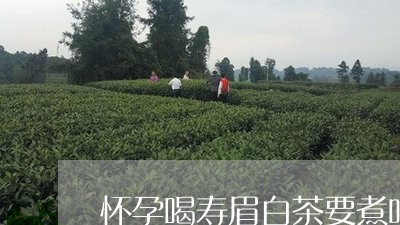 怀孕喝寿眉白茶要煮吗/2023100118452