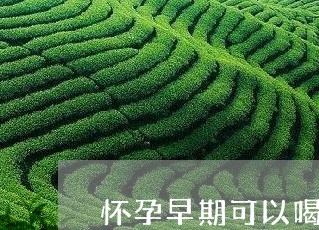 怀孕早期可以喝什么茶/2023071314827