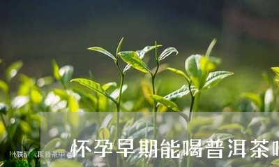 怀孕早期能喝普洱茶吗/2023062012025