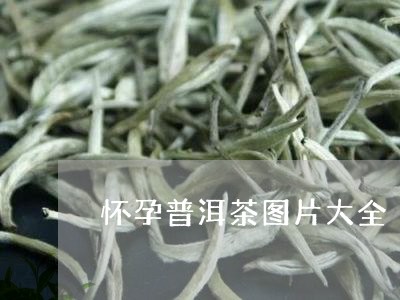 怀孕普洱茶图片大全/2023070816947