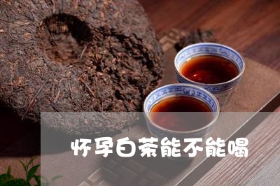 怀孕白茶能不能喝/2023062065178