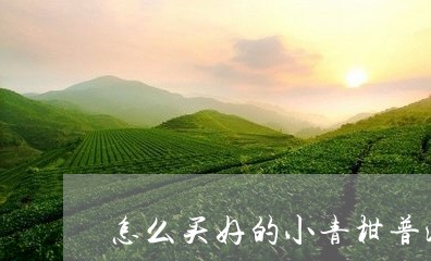 怎么买好的小青柑普洱茶/2023120740603