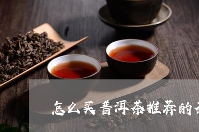 怎么买普洱茶推荐的茶/2023110343730