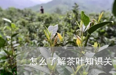 怎么了解茶叶知识关于茶叶的小知识/2023060423826