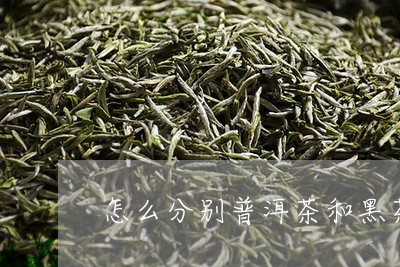 怎么分别普洱茶和黑茶/2023080268370