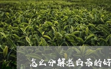 怎么分解老白茶的好坏/2023100130494