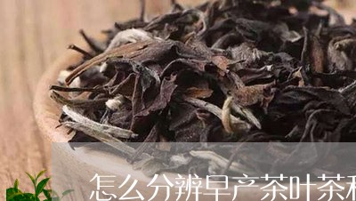 怎么分辨早产茶叶茶和普洱茶/2023121687058