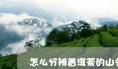 怎么分辨普洱茶的山头/2023100827241