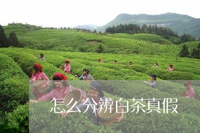 怎么分辨白茶真假/2023062098150