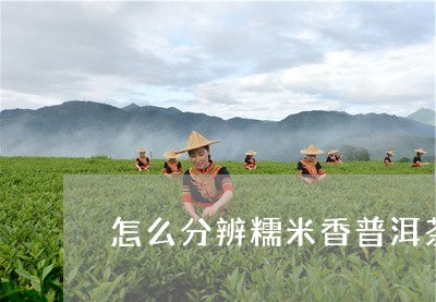 怎么分辨糯米香普洱茶/2023062576957