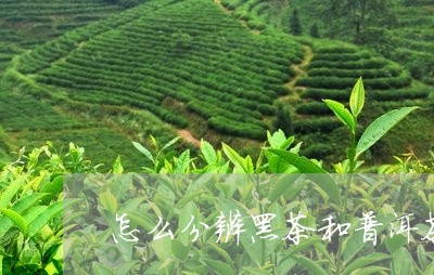 怎么分辨黑茶和普洱茶的好坏/2023052924926