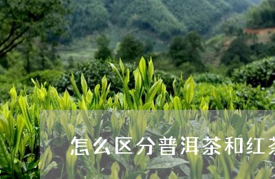 怎么区分普洱茶和红茶的区别/2023102527269