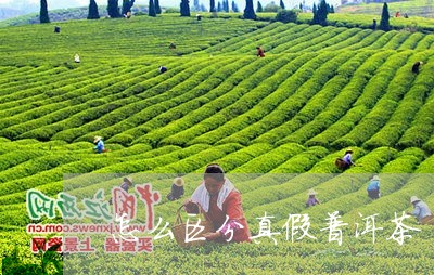 怎么区分真假普洱茶/2023070871592