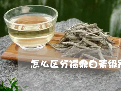 怎么区分福鼎白茶级别/2023091502917