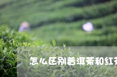 怎么区别普洱茶和红茶/2023062903836