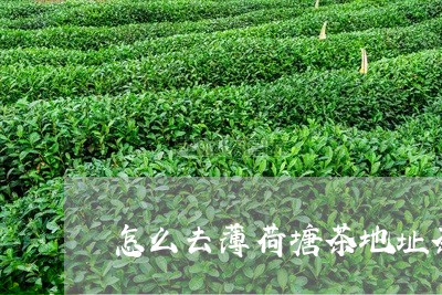 怎么去薄荷塘茶地址茶/2023060858281