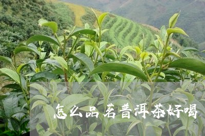 怎么品茗普洱茶好喝/2023121668603