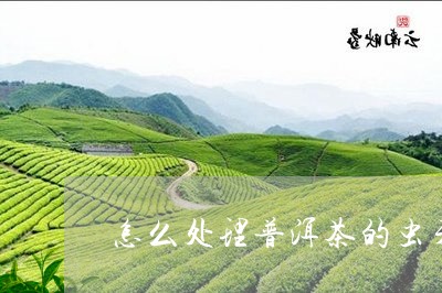 怎么处理普洱茶的虫牙视频/2023082772725