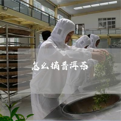 怎么摘普洱茶/2023042721745