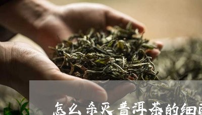 怎么杀灭普洱茶的细菌/2023080162027