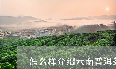 怎么样介绍云南普洱茶/2023061890605