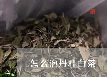 怎么泡丹桂白茶/2023070148261