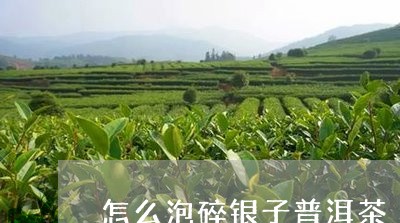 怎么泡碎银子普洱茶/2023071186269