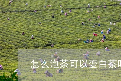 怎么泡茶可以变白茶叶/2023100133259