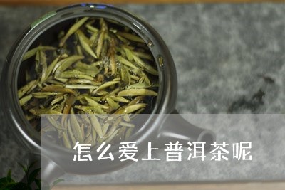 怎么爱上普洱茶呢/2023101631593