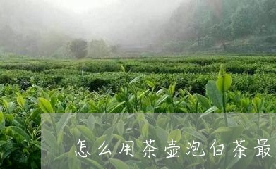 怎么用茶壶泡白茶最好呢/2023102591604