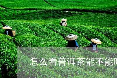 怎么看普洱茶能不能喝/2023092741604