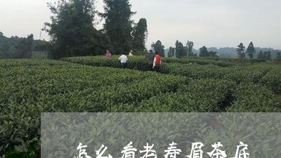 怎么看老寿眉茶底/2023090850591