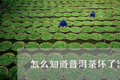 怎么知道普洱茶坏了没/2023062731684