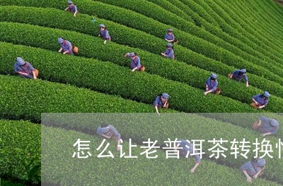 怎么让老普洱茶转换慢/2023092883725