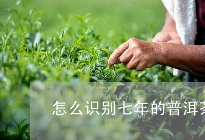 怎么识别七年的普洱茶/2023072216270