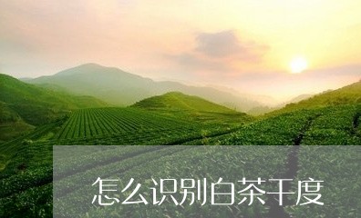 怎么识别白茶干度/2023062093817