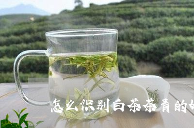 怎么识别白茶茶青的好坏/2023102594039