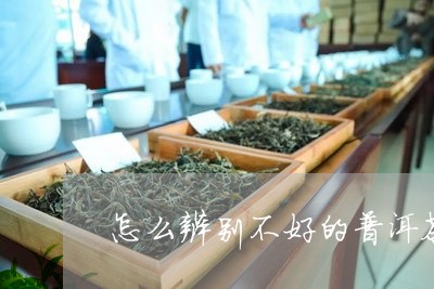 怎么辨别不好的普洱茶真假/2023082702513