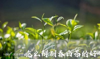 怎么辨别春白茶的好坏呢/2023102594049