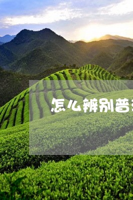 怎么辨别普洱茶发霉没霉味/2023112440917