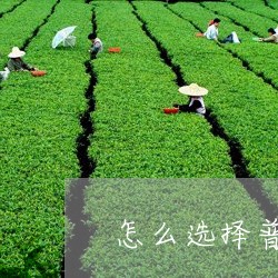 怎么选择普洱茶工具/2023091427248