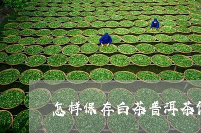 怎样保存白茶普洱茶饼子/2023111762827