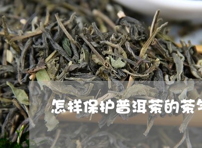 怎样保护普洱茶的茶气/2023080255947