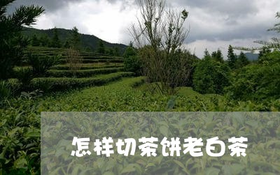 怎样切茶饼老白茶/2023062097851