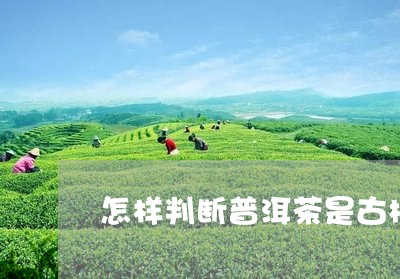 怎样判断普洱茶是古树茶与台地茶/2023060274947