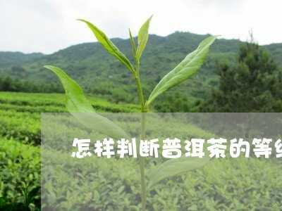 怎样判断普洱茶的等级/2023100894946