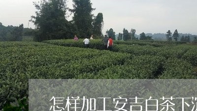 怎样加工安吉白茶下沉快/2023102526037